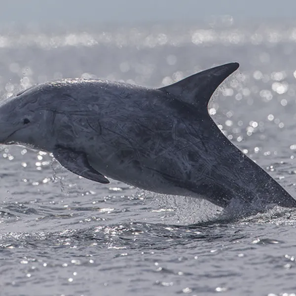 Risso’s dolphin leaping out of the ocean, showing its gray, scarred body and curved dorsal fin above choppy water.