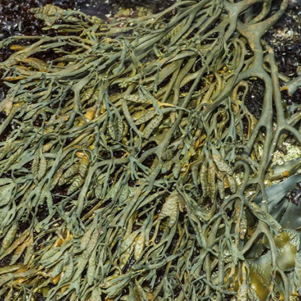 Close-up view of rock weed, a brown intertidal algae with flat, branching fronds and small, air-filled bladders, attached to coastal rocks.