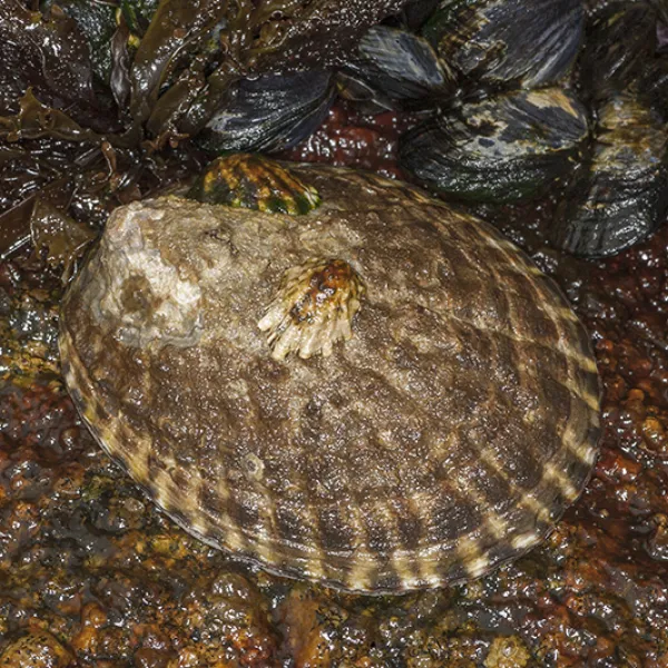 A rough limpet clings to a wet, brown rock surface in the intertidal zone. Its oval, ribbed shell is brown and white, blending into the textured rock around it.
