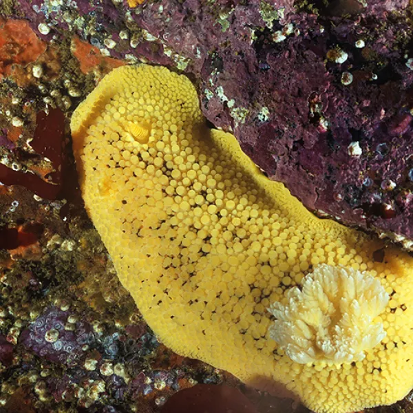 A bright yellow sea lemon nudibranch with a bumpy, textured surface rests on a rocky, algae-covered tide pool floor. Its frilly gills are visible near the back of its body.