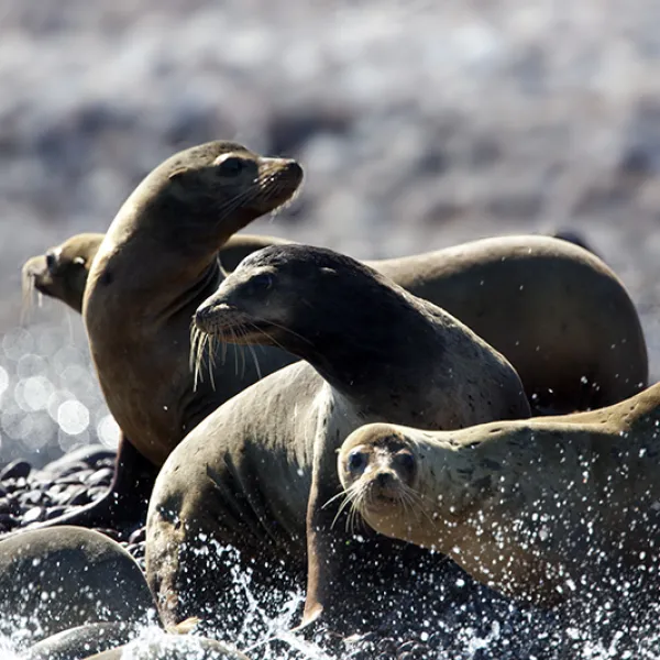 A group of California sea lions splashes in shallow water near a rocky shore, their sleek brown bodies glistening in the sunlight as they raise their heads and look around.