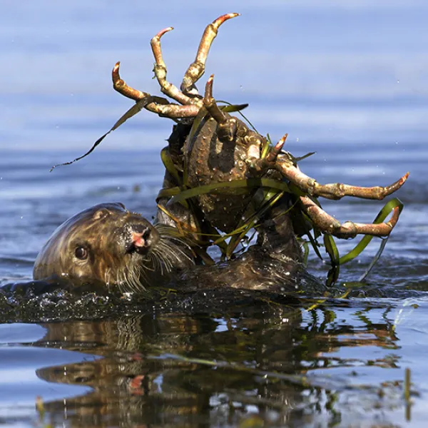 Southern sea otter floating on its back in the ocean while holding a large crab above the water with its front paws.