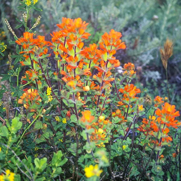 A cluster of bright red-orange seaside painted cup plants growing among green coastal vegetation, with fuzzy green leaves and colorful bracts.