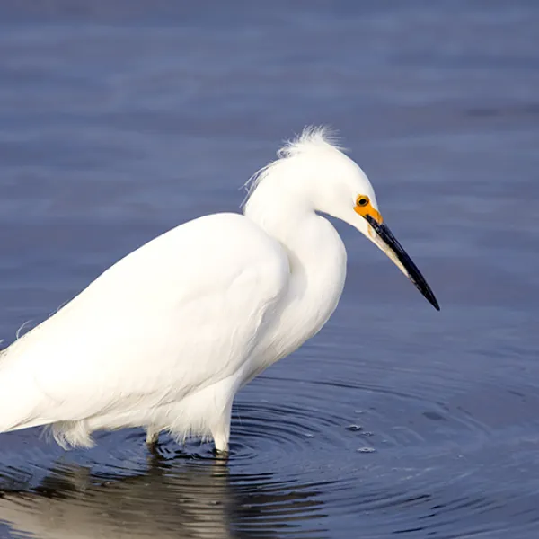 A snowy egret with bright white feathers and yellow feet wading in shallow blue water while looking down for prey.