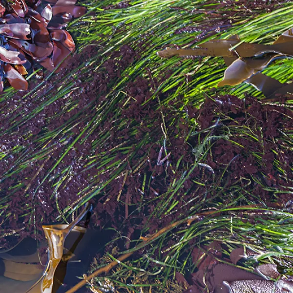 A dense mat of long, bright green blades of surf grass grows among brown and red seaweed in the shallow intertidal zone, with water flowing gently over the plants.