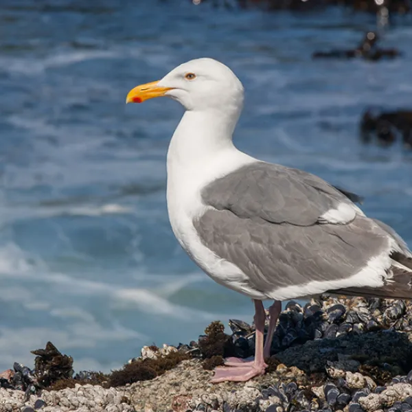 A western gull stands on a rocky shoreline covered with mussels and barnacles, looking out over the ocean with waves in the background.
