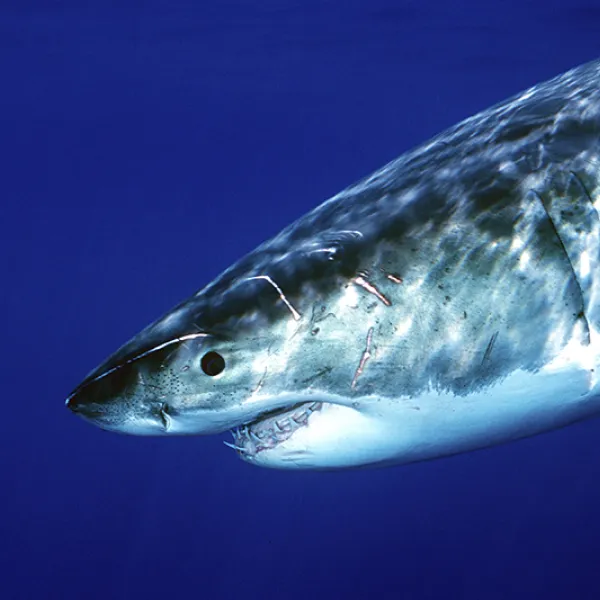 A large great white shark swims in deep blue ocean water, its gray back and white underside clearly visible as it passes close to the camera.