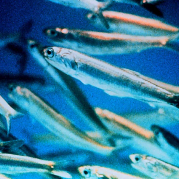 Anchovies Swimming in Ocean