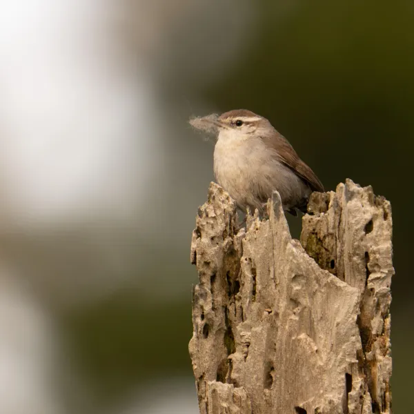 Bewick's Wren perched with soft material to build a nest.
