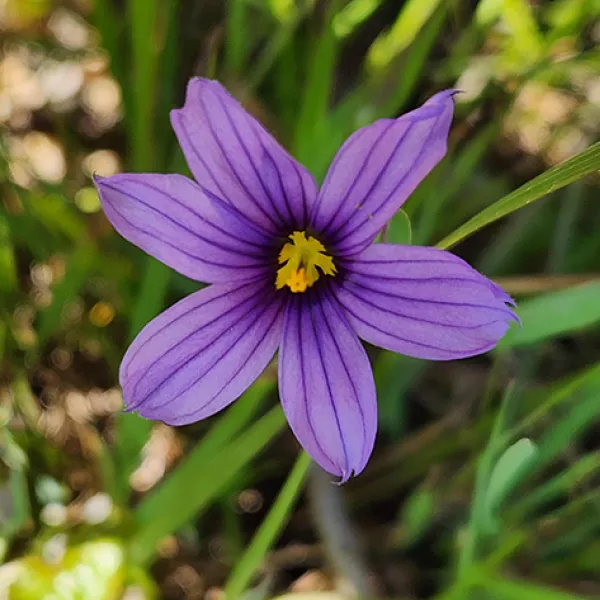 A single purple blue-eyed grass flower with delicate petals and a bright yellow center blooms among green blades of grass in soft sunlight on Lace Lichen Trail in Point Lobos State Natural Reserve. Photo credit: Stephanie Flaniken.