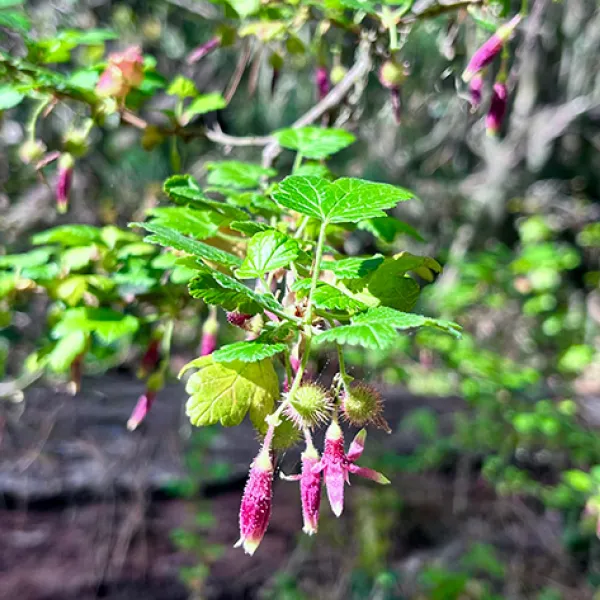 A cluster of bright green leaves and dangling pink tubular flowers of a California gooseberry plant hang from a branch, with spiny seed pods forming beneath them in a sunlit woodland setting on the South Plateau Trail in Point Lobos State Natural Reserve. Photo credit: Jeri Passalaqua.
