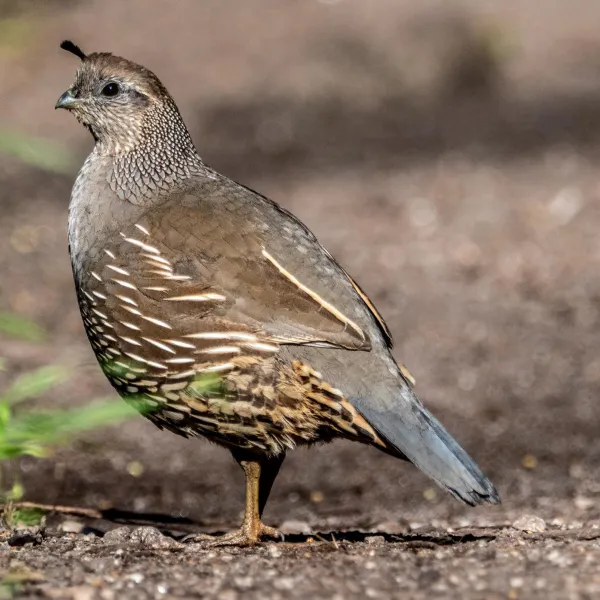 California Quail on the trail