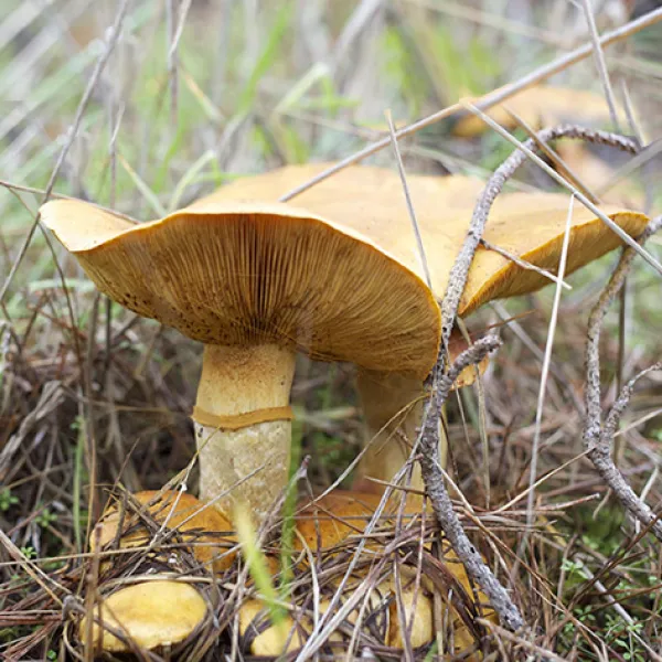A cluster of large golden-brown mushrooms grows among dry grasses and pine needles, showing their wide caps and tightly spaced gills in a forest floor setting on the Carmelo Meadow Trail in Point Lobos State Natural Reserve.