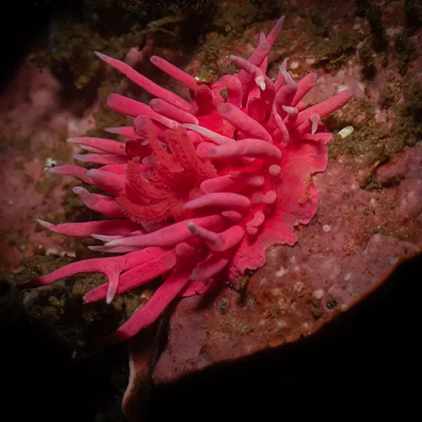 A vibrant pink sea anemone with long, flowing tentacles clings to a rock underwater, illuminated against the darker surrounding seafloor in Whaler's Cove at Point Lobos State Natural Reserve.