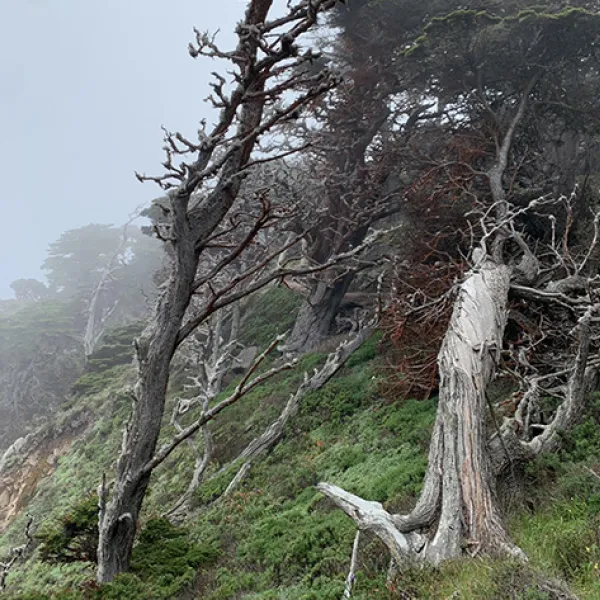 Weathered cypress trees lean and twist along a fog-covered coastal hillside on the Cypress Grove Trail in Point Lobos State Natural Reserve, their pale trunks contrasting with the green groundcover and misty sky.