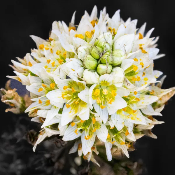 Close up of Fremont's Star Lily