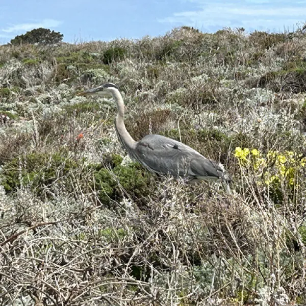 A great blue heron stands among dense coastal scrub and low shrubs, its long neck and gray-blue feathers blending into the sunlit landscape under a clear sky on the Sand Hill Trail in Point Lobos State Natural Reserve. Photo credit: Jeff Curtis.