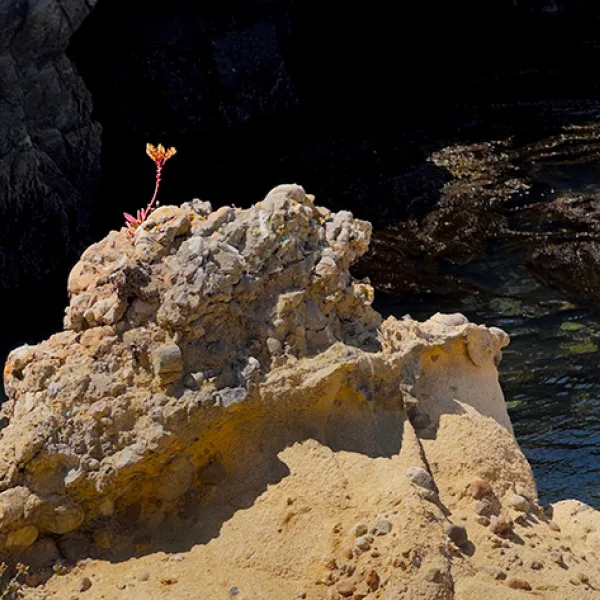A single red-stemmed dudleya plant with yellow blossoms grows from a rugged, sunlit rock outcrop above dark coastal waters below off the South Shore Trail at Point Lobos State Natural Reserve. Photo credit: Don Blohowiak.