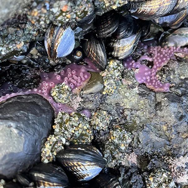 A cluster of dark mussels clings to wet rocks in a tide pool, surrounded by barnacles and patches of bright purple sea sponge in Moss Cove in Point Lobos State Natural Reserve. Photo credit: Julie McFadden.