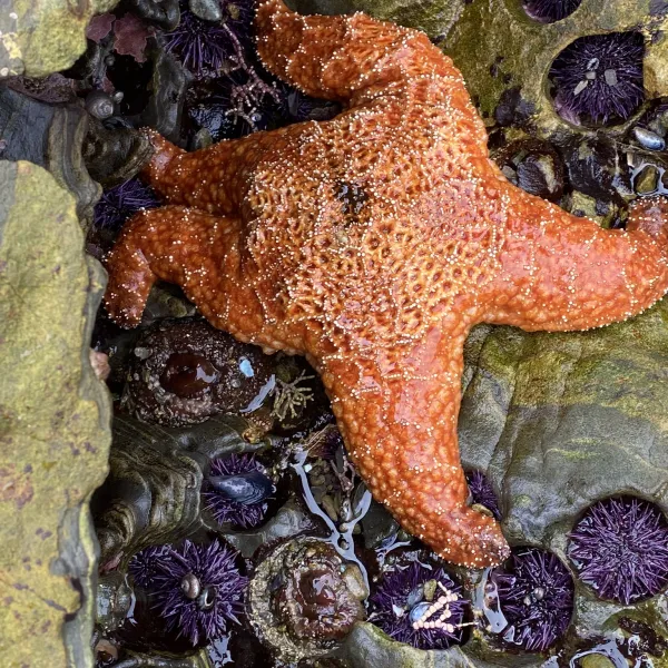 Ochre sea star in tide pool.