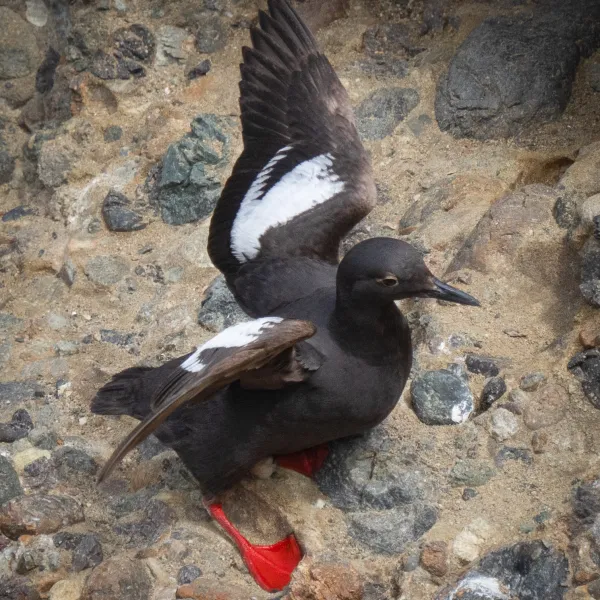 Pigeon Guillemot spreading wings while standing on coastal rocks.