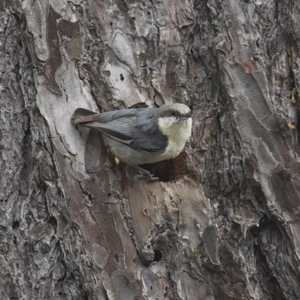Pygmy Nuthatch on tree
