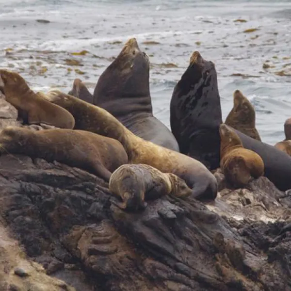 A group of California sea lions lounge and rest on dark, wave-worn rocks along the shoreline off Sea Lion Point Trail at Point Lobos State Natural Reserve, with the ocean swirling behind them. Photo by Fred Brown