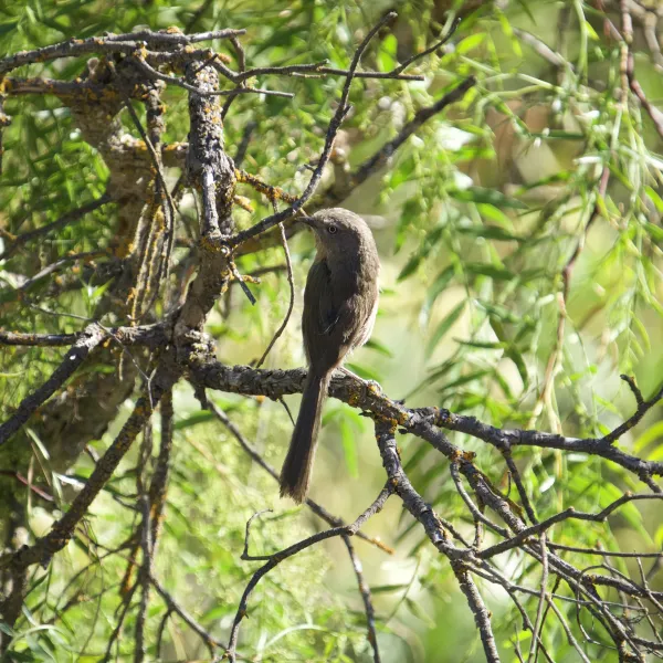 Wren Tit perched on a branch on a sunny day.