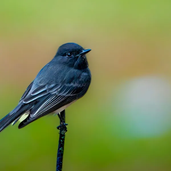 Black Phoebe perched on a stick