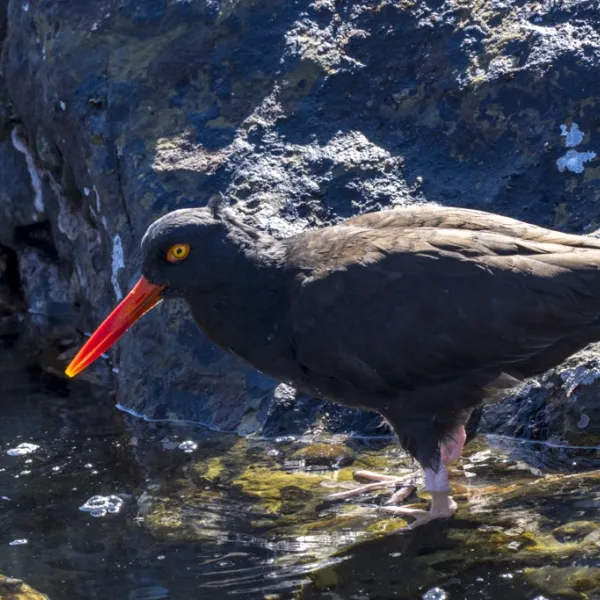 A Black Oystercatcher hunts for food at a tide pool at Weston Beach.