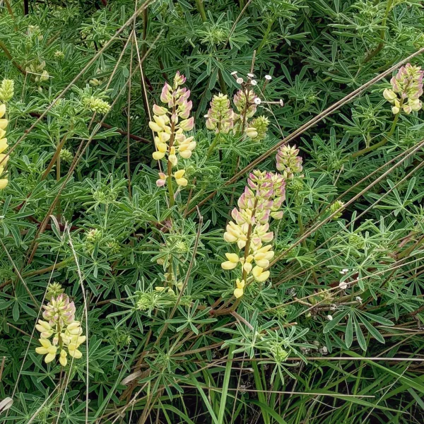 Bush Lupine on Moss Cove trail at Point Lobos