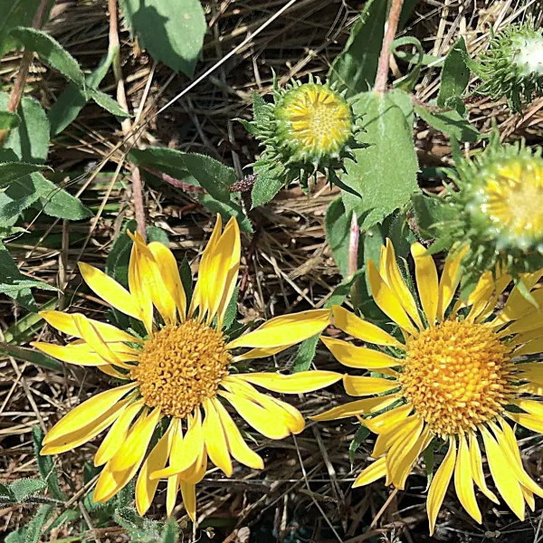 Coastal Gum Plant with signature white 'gum' in the flower buds