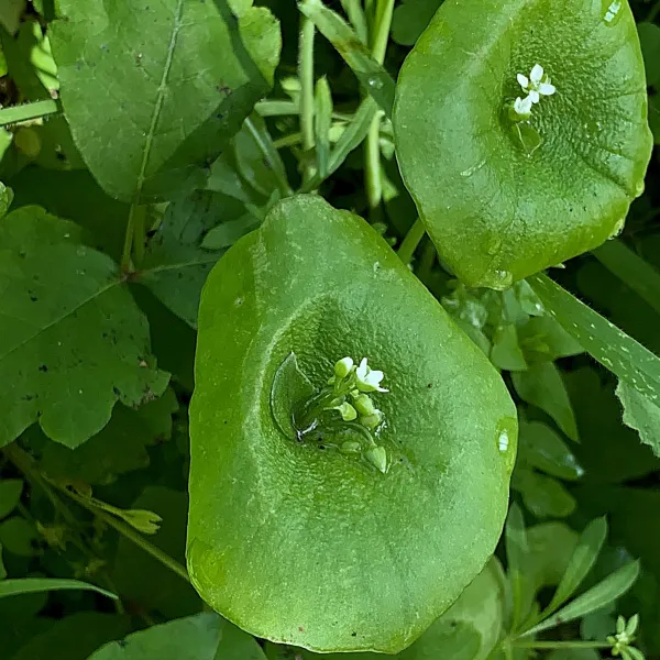 Miner's Lettuce