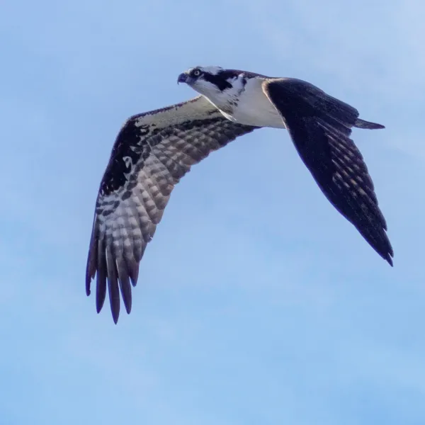 Osprey in flight looking for fish