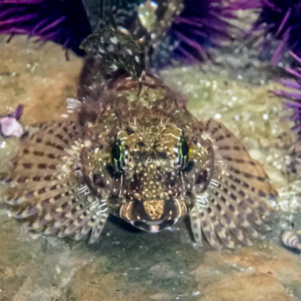Frontal view of a Tidepool Sculpin