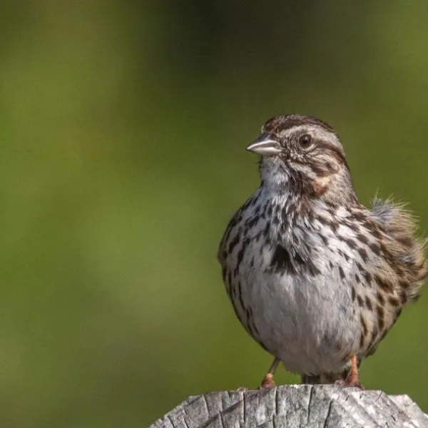 Song Sparrow perched on a fence post