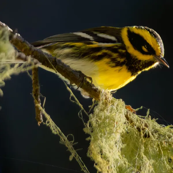 Townsend's Warbler perched on a Monterey Pine surrounded by lace lichen.