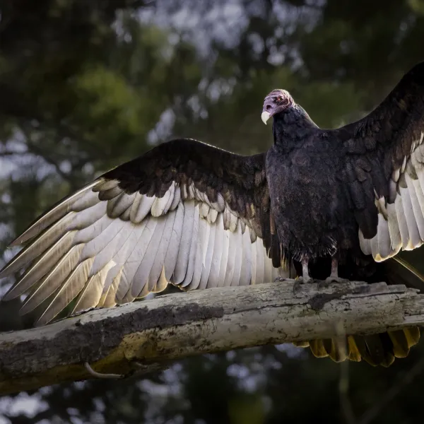 Turkey Vulture sunning on the Bird Island trail