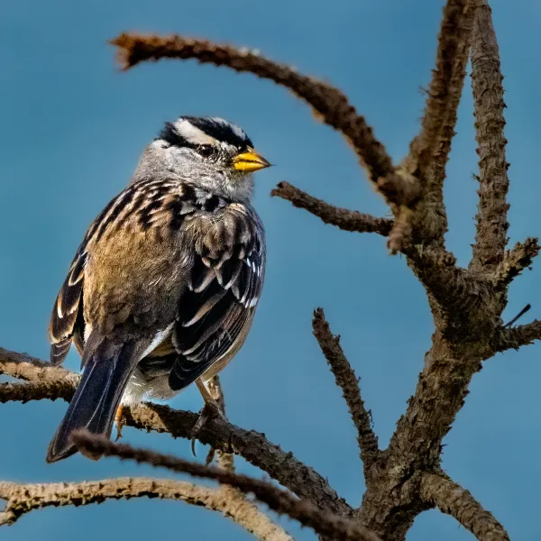 White-crowned Sparrow at Point Lobos
