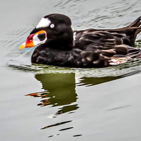 Male Surf Scoter