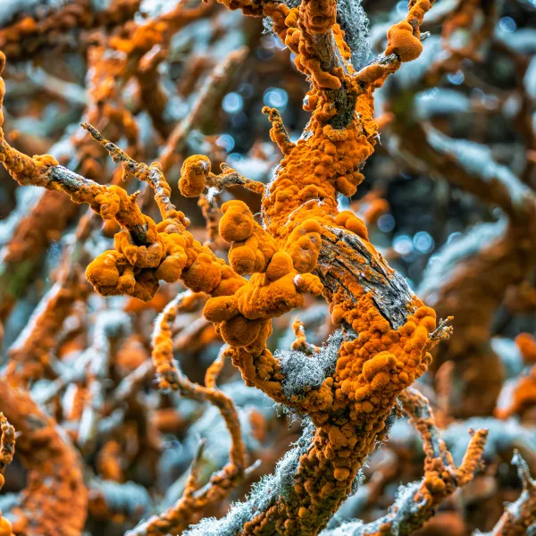 Close up of Trentepohlia growing on tree limbs in the Cypress Grove at Point Lobos