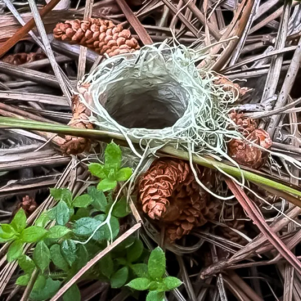 The turret-shaped home of a Turret Spider