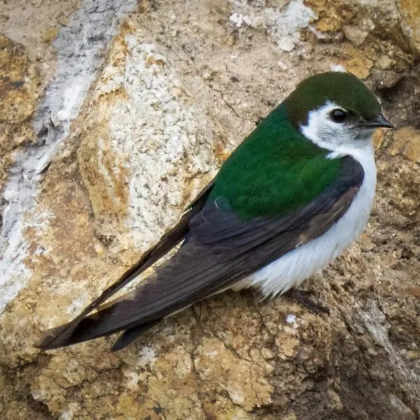 Violet-green sitting on a rock at Point Lobos