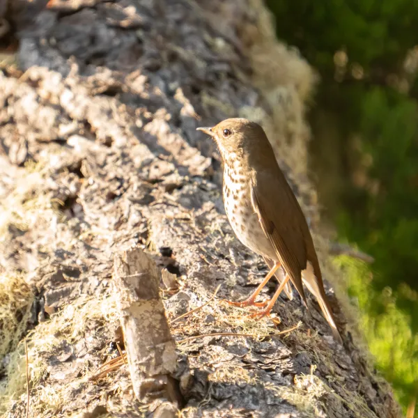 Hermit Thrush