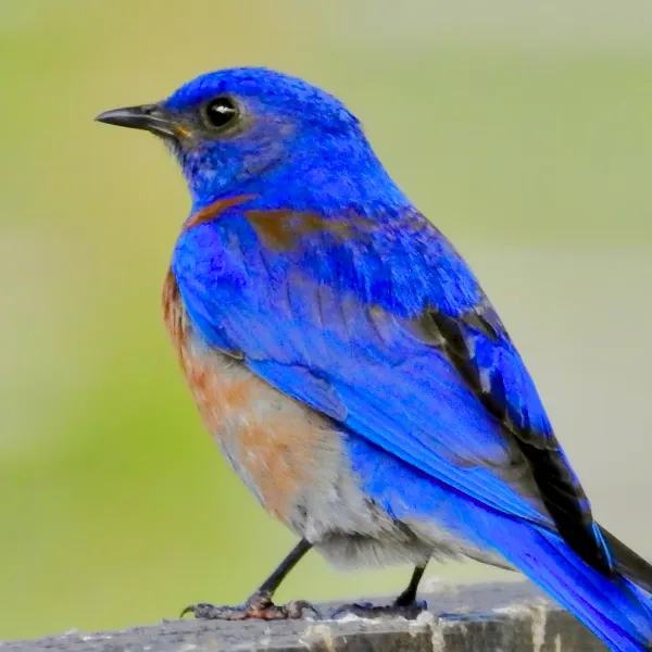 Male Western Bluebird
