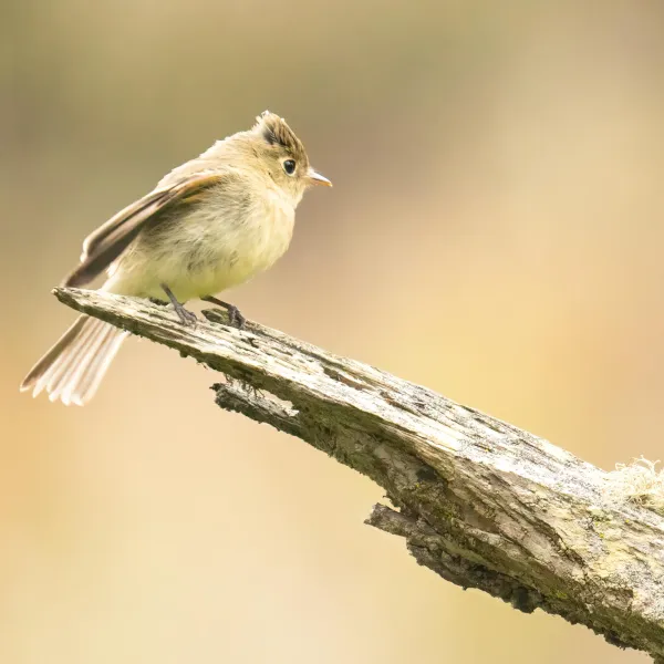 Western Flycatcher perched on a dead branch