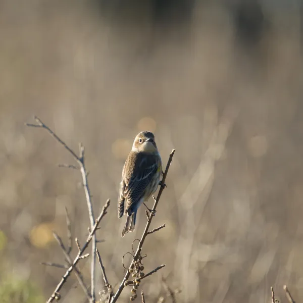 Yellow-rumped Warbler perched in a meadow in Point Lobos