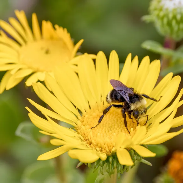 Bumblebee