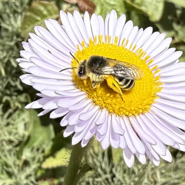 Cellophane Bee