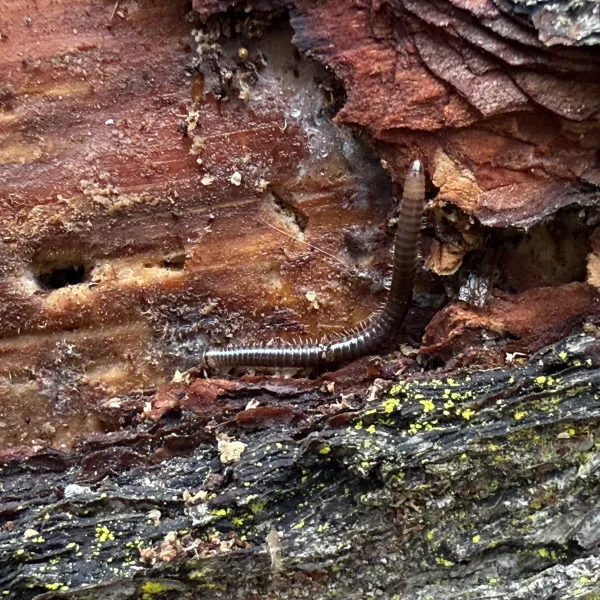 Millipede